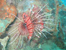Lionfish - Click for bigger picture