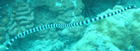 Snake Eel - Click for bigger picture