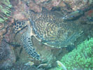 Hawksbill Turtle - Click for bigger picture