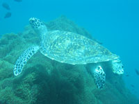 Hawksbill Turtle - Click for bigger picture