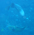 Triggerfish - Click for bigger picture