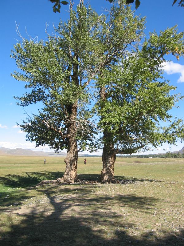 Day 2: Two trees, or just one?