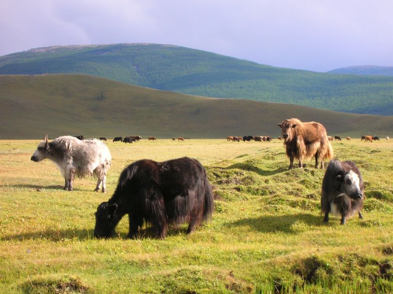 Day 2: Yaks