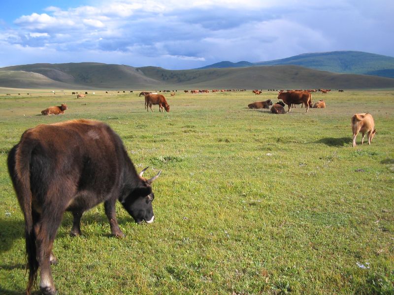 Day 2: And cows
