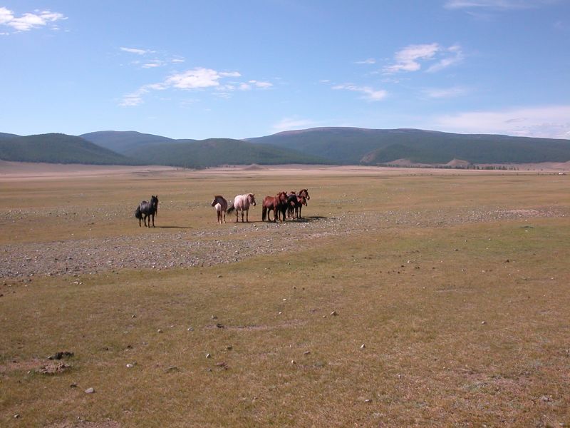 Day 3: These horses stopped to watch our passing