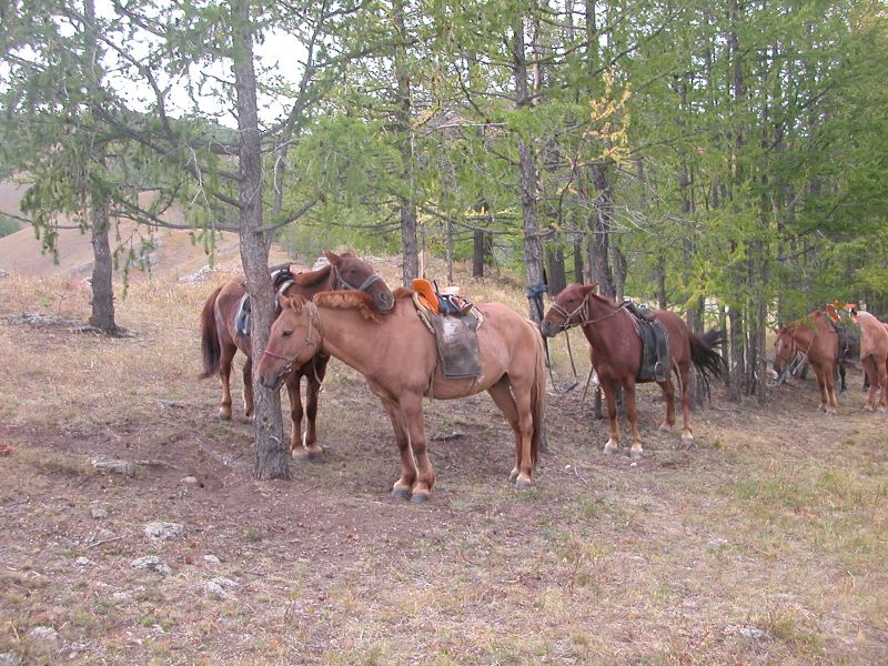 Day 3: The horses get a well deserved rest