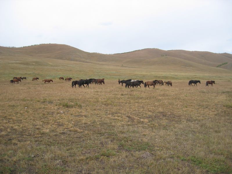 Day 3: Horses