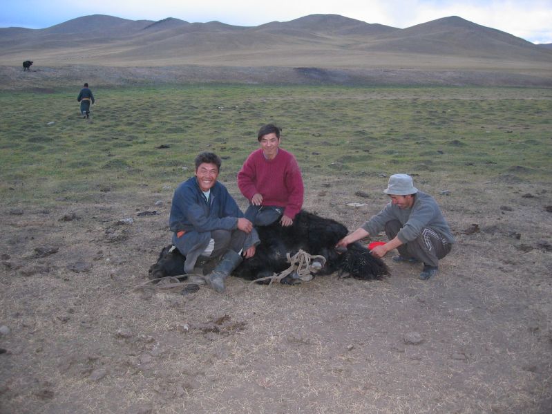 Day 3: Castrating a yak