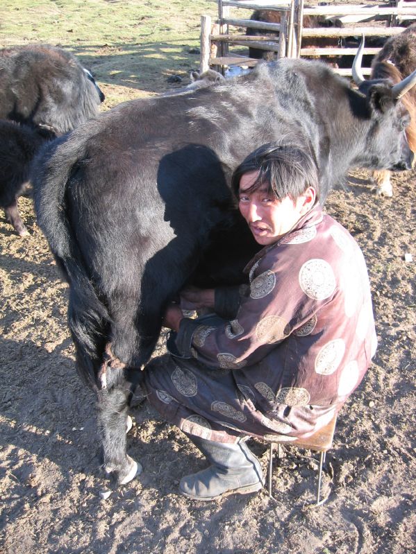 Day 4: Milking a cow