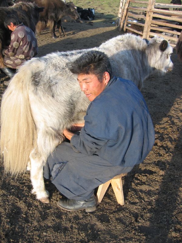 Day 4: Milking a yak