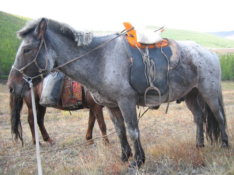 Day 4: My horse