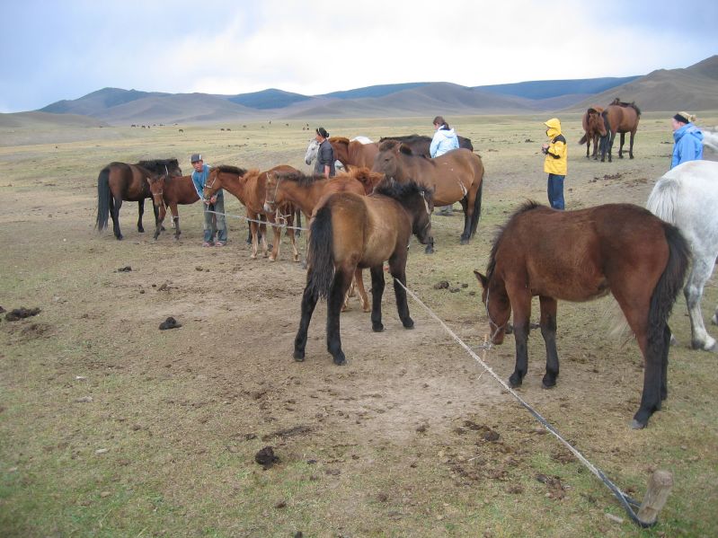 Day 4: All the foals 