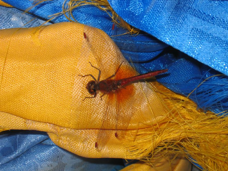 Day 5: Dragonfly on the stupa