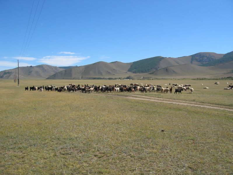 Day 6: Goats and sheep