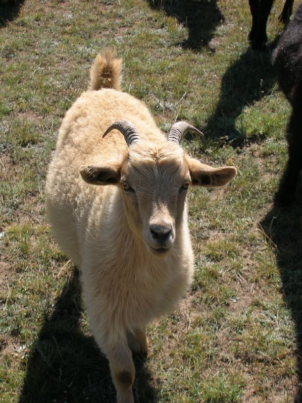 Day 6: A cute goat