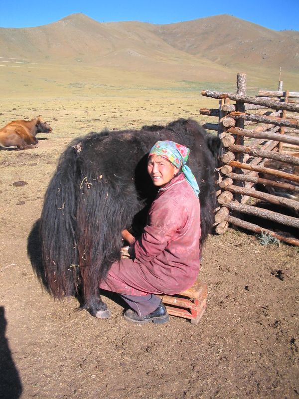 Day 7: Milking a yak
