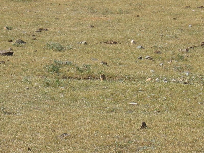 Day 7: Another marmot looking out its hole