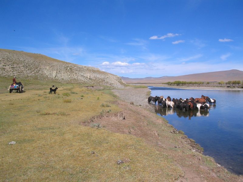 Day 7: Horses in the river