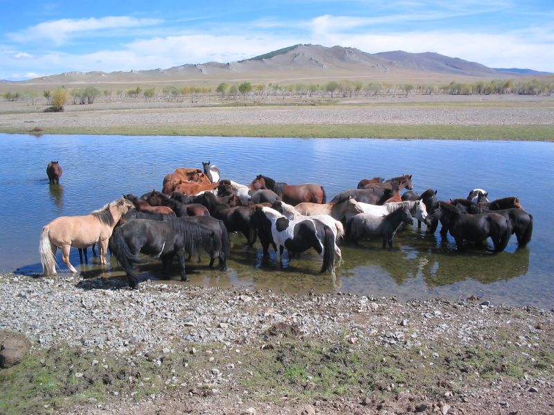 Day 7: Horses in the river