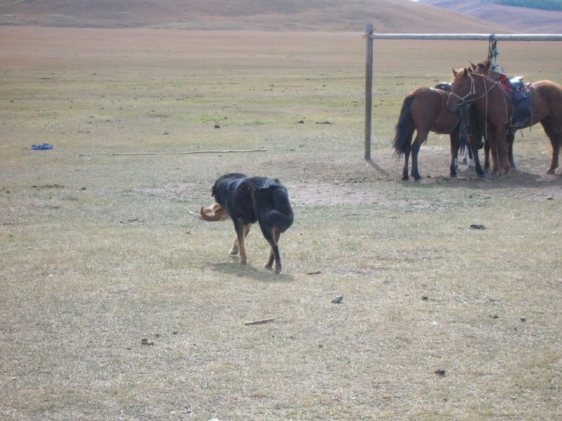 Day 7: Dog with a hole goat-head in his mouth