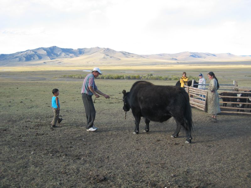 Day 7: Catching the Ox which has to work tomorrow