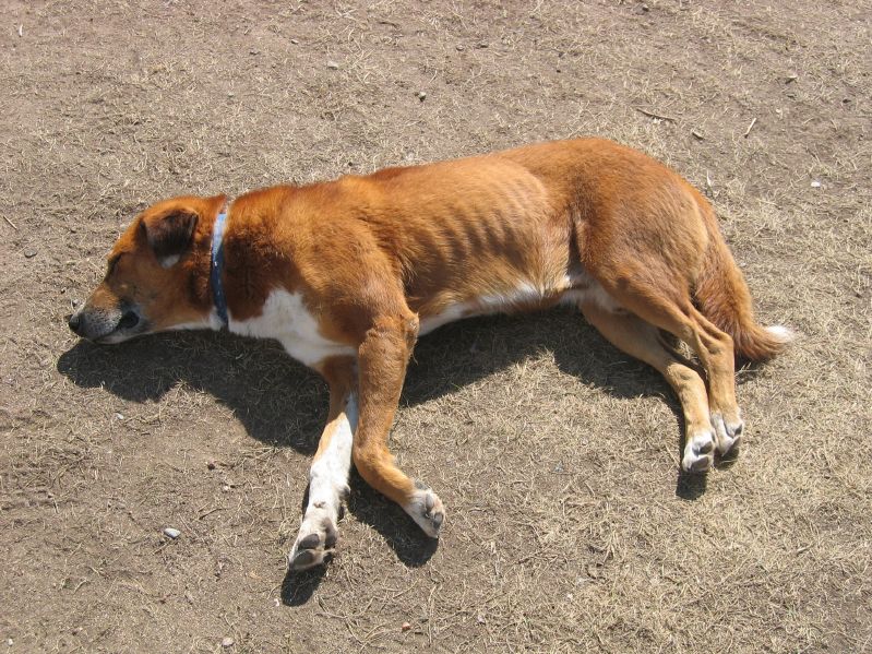 Day 8: Sleeping dog