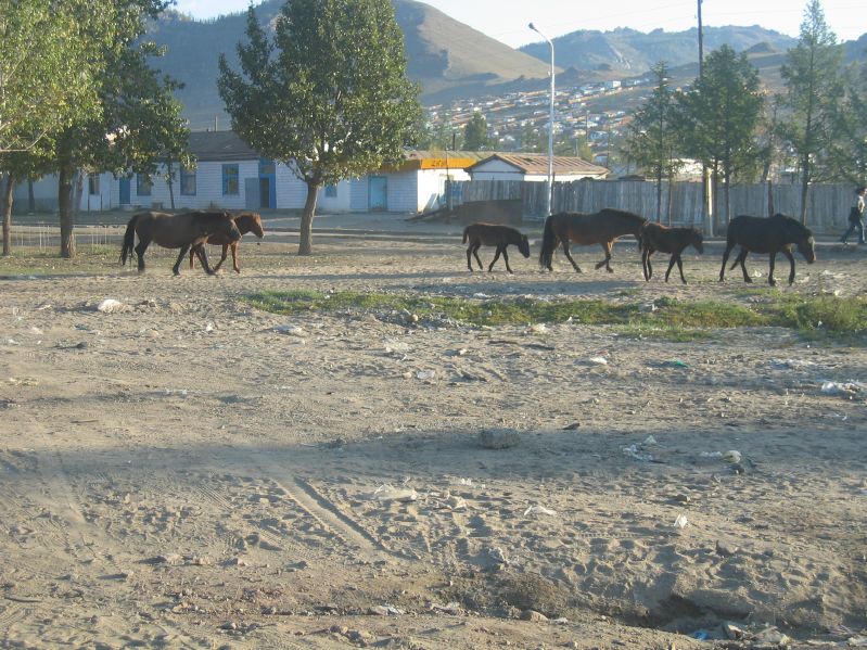 Day 9: Horses in the middle of town