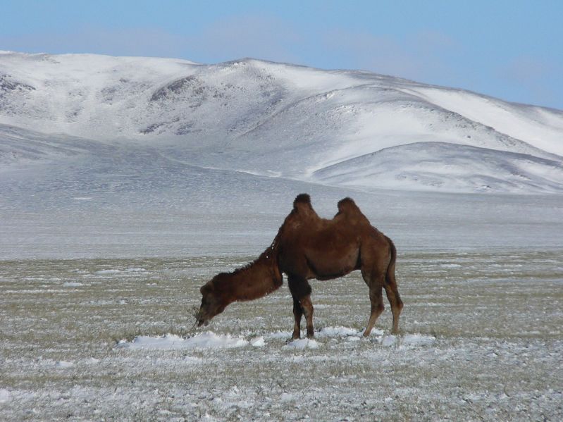 Camel in the snow