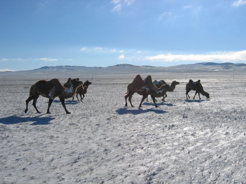 Camels in the snow