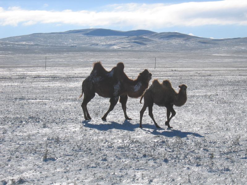 Camels in the snow