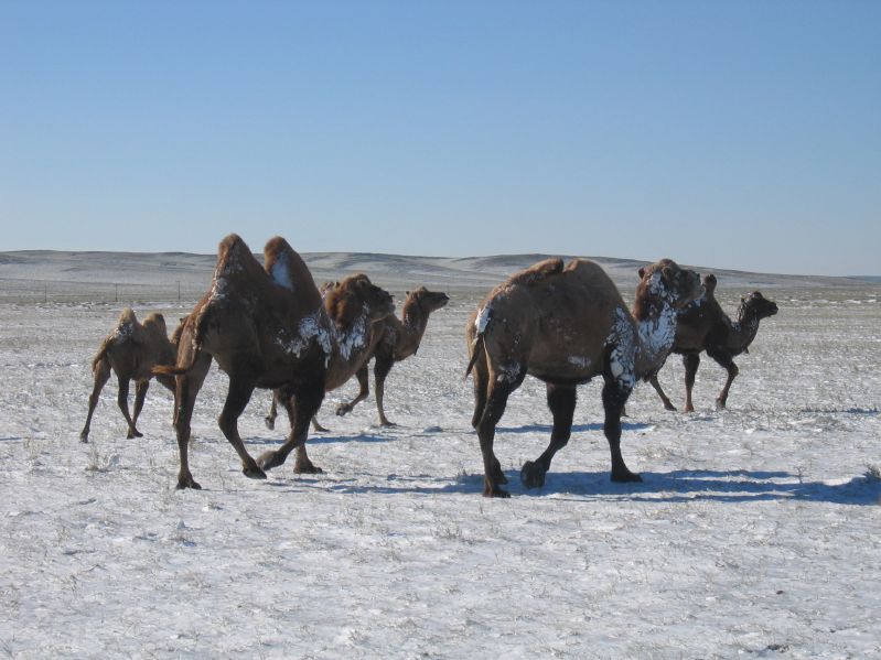 Camels in the snow