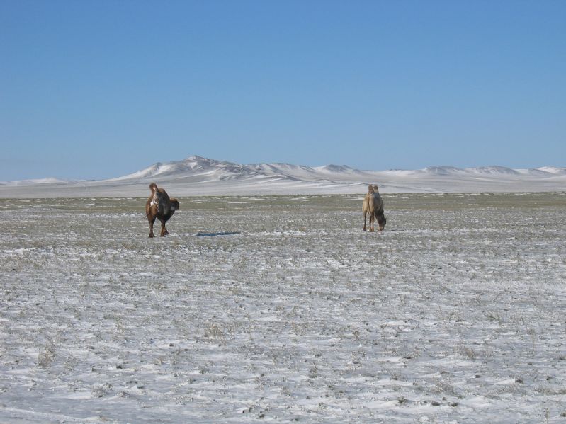 Camels in the snow