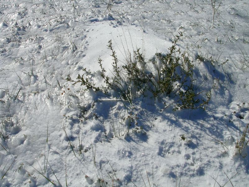 Snowcovered Landscape