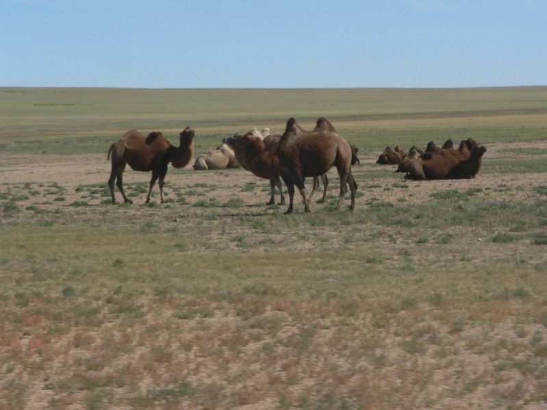 Camels