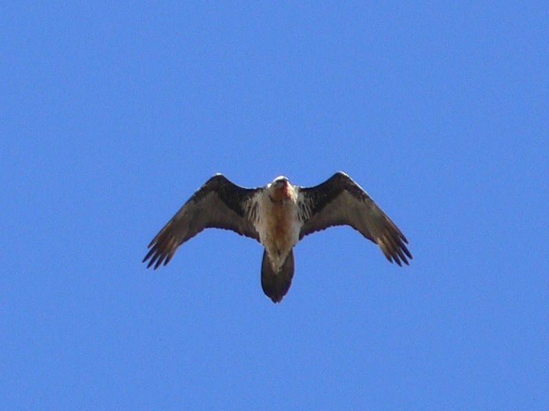 Dugany Am: Vulture