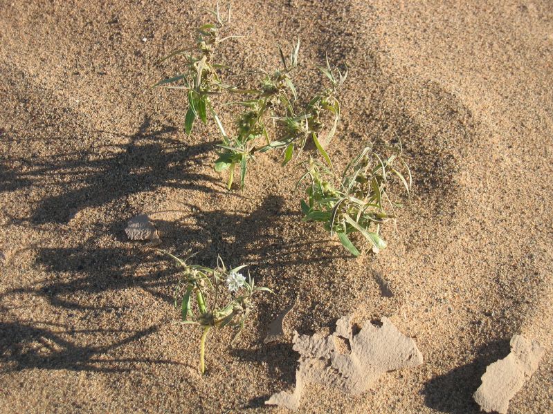 Sanddunes