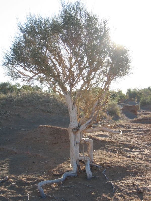 Strange Tree