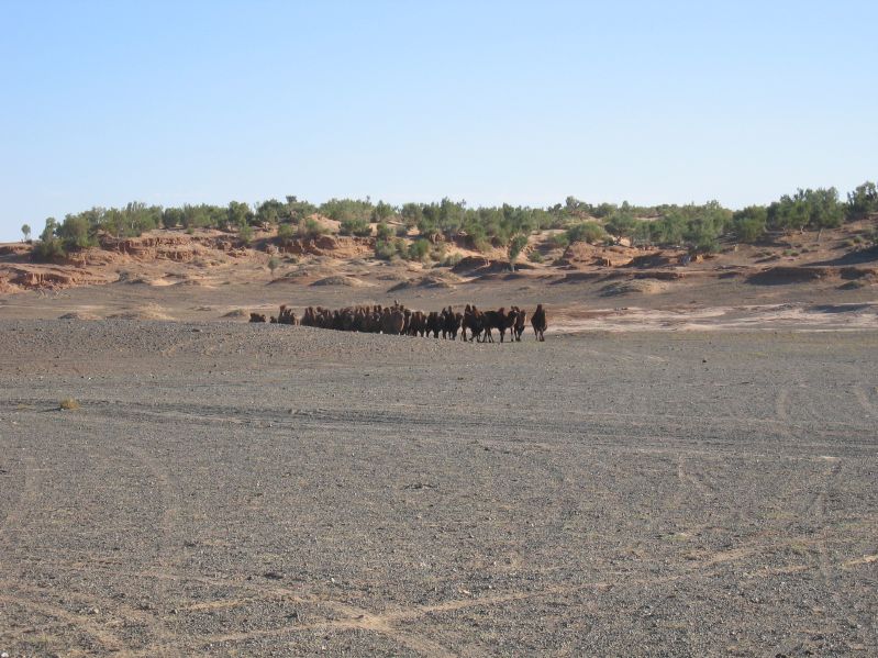 Camels