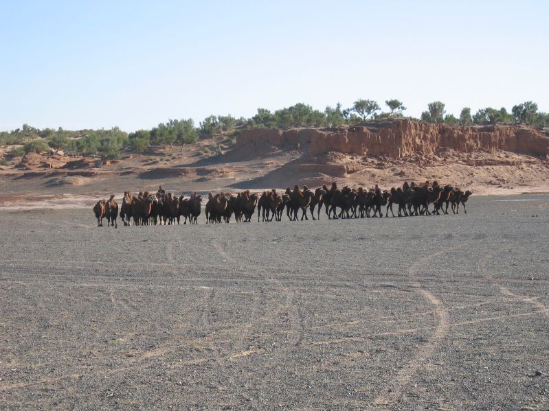 Camels