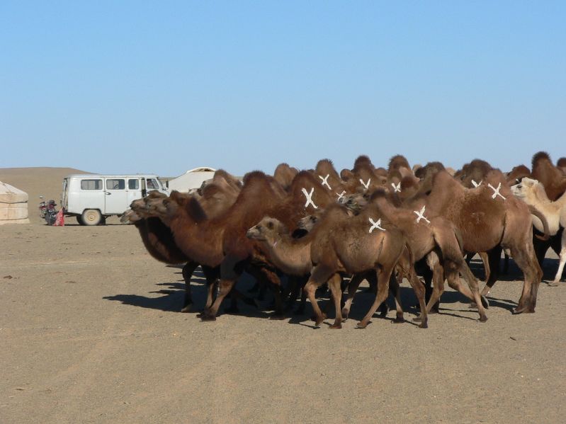 Camels