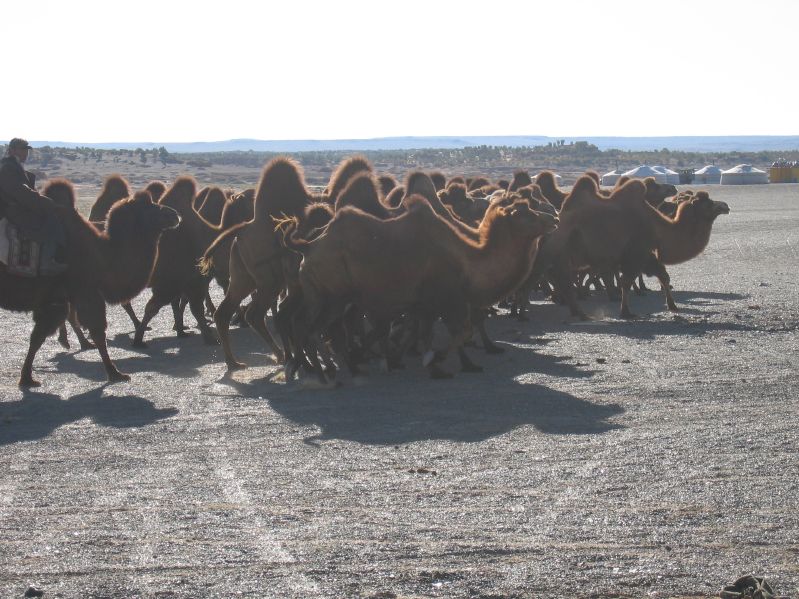 Camels