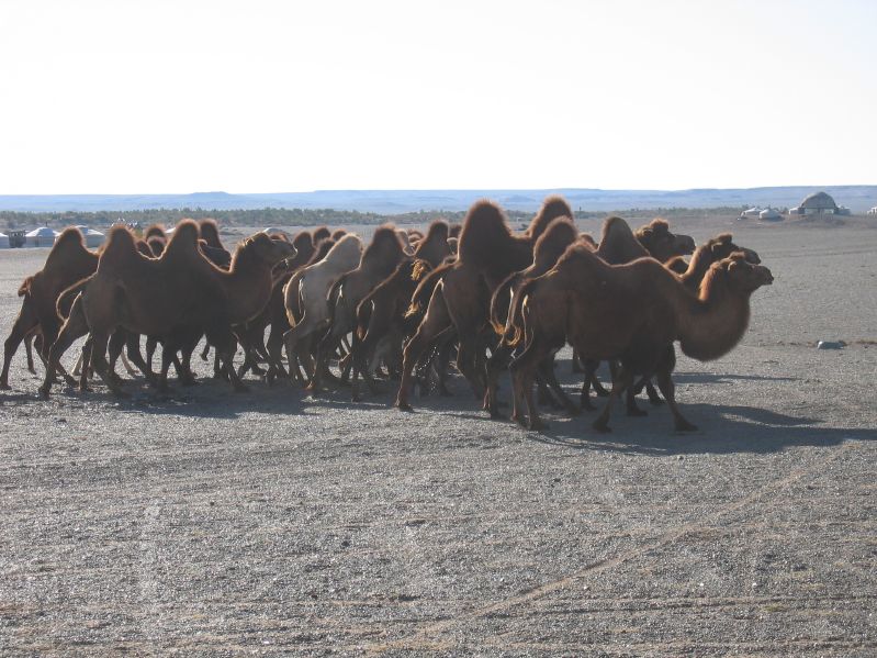 Camels