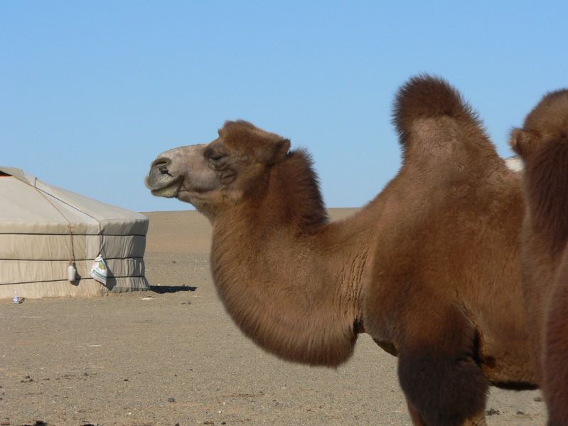Camel