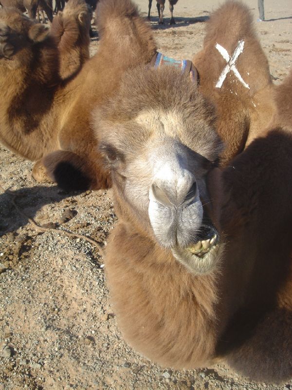 Camel