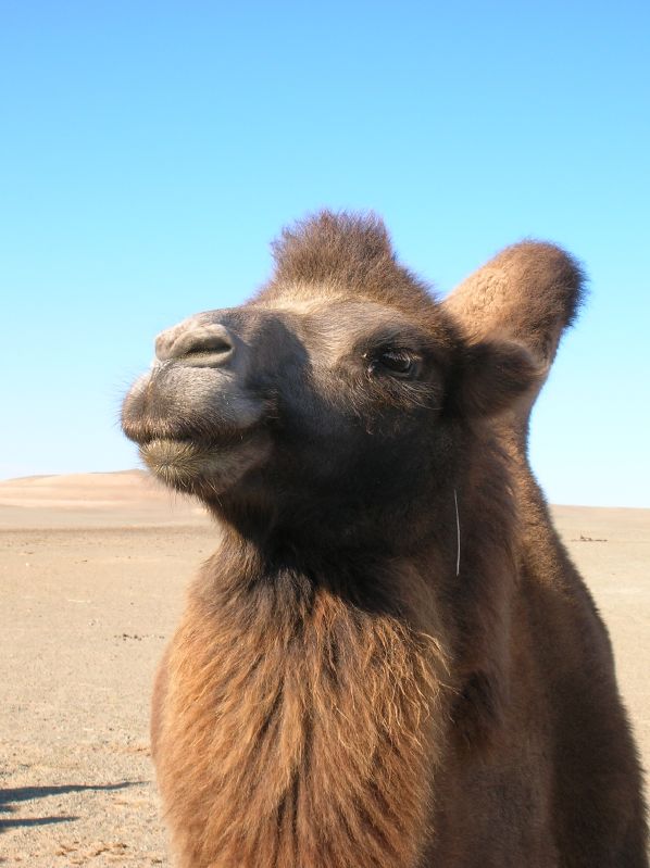 Camel