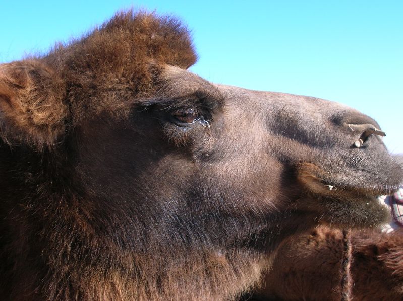 Camel