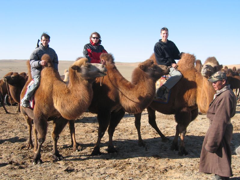 Camels