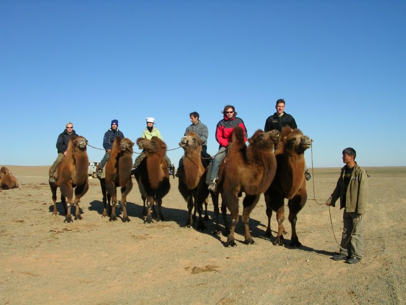 Camels