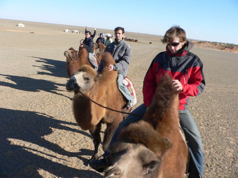 Camels