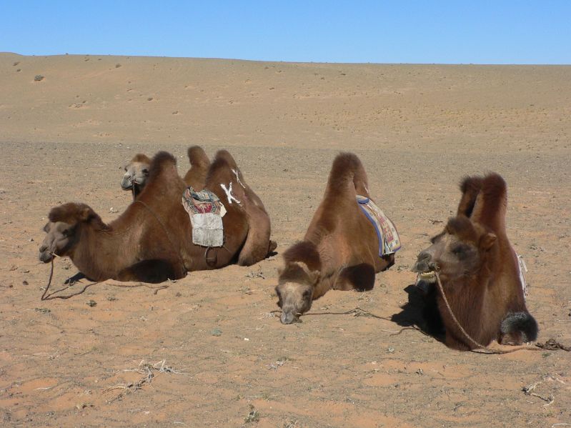 Camels
